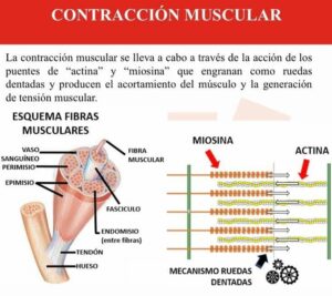 CONTRACCIÓN MUSCULAR Conoce los tipos y su mecanismo