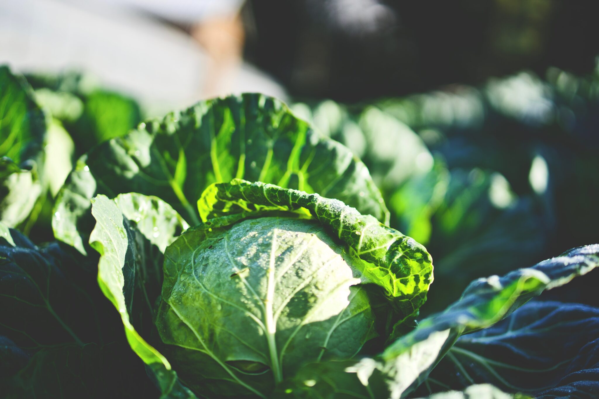 Verduras De Hoja Verde Un Esencial En Tu Dieta Salud Diez 1670